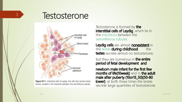 What is the male sex hormone picture 37